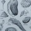 Mollusques et coquillages, planche scientifique 1949