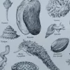 NLU2-Mollusques-A22 Mollusques et coquillages, planche scientifique 1949 – verso encadré en décoration murale