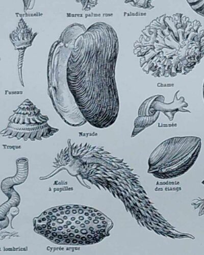 Mollusques et coquillages, planche scientifique 1949