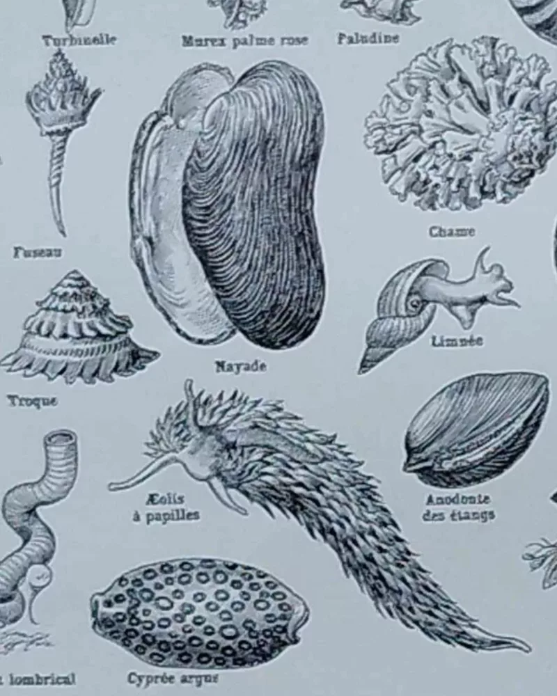 NLU2-Mollusques-A22 Mollusques et coquillages, planche scientifique 1949 – verso encadré en décoration murale