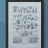 Mollusques et coquillages, planche scientifique 1949