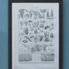 NLU2-Mollusques-B21 Mollusques et coquillages, planche scientifique 1949 – verso du document ancien