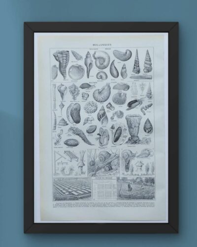 Mollusques et coquillages, planche scientifique 1949