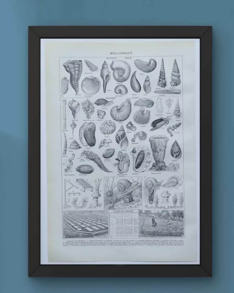 NLU2-Mollusques-B21 Mollusques et coquillages, planche scientifique 1949 – verso du document ancien