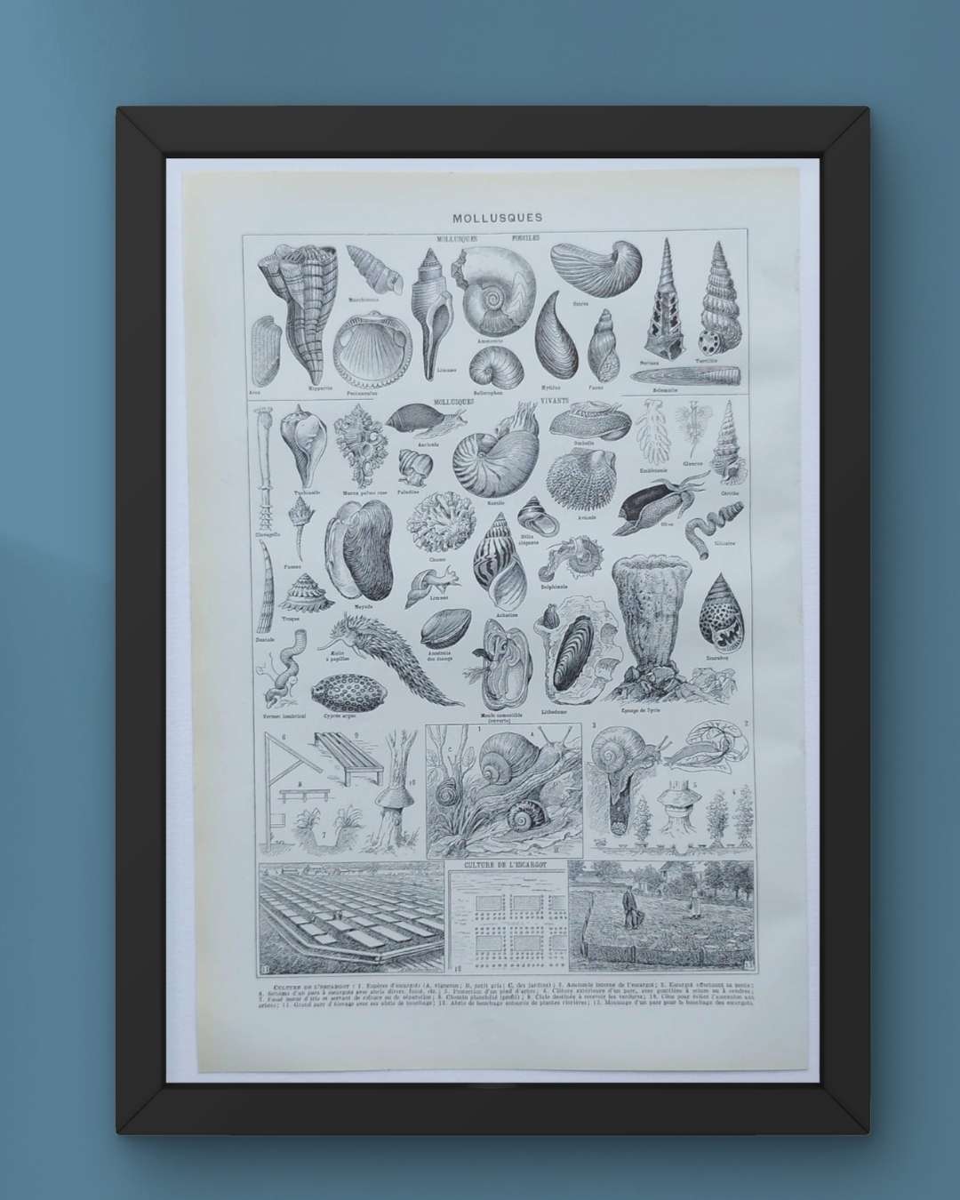 Verso encadré d'une planche ancienne de mollusques