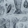 Mollusques et coquillages, planche scientifique 1949