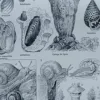 NLU2-Mollusques-B22 Mollusques et coquillages, planche scientifique 1949 – verso encadré en décoration murale