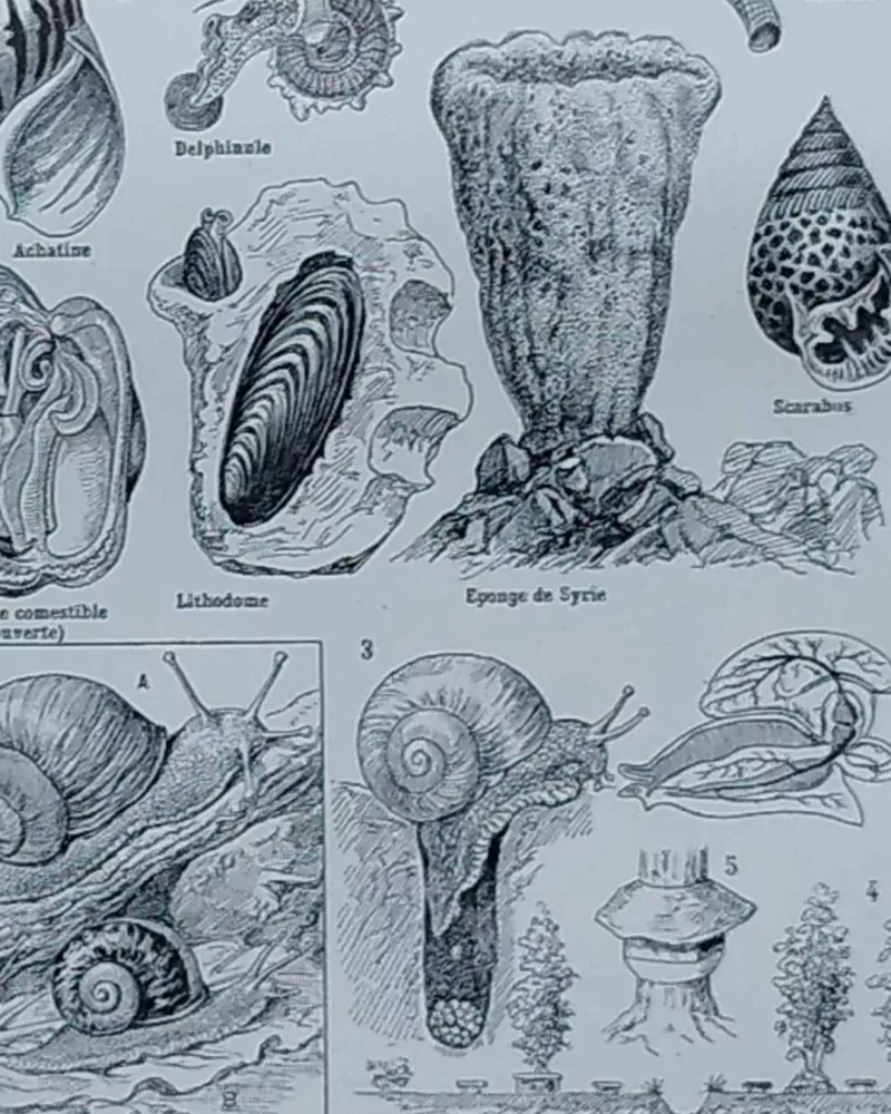 NLU2-Mollusques-B22 Mollusques et coquillages, planche scientifique 1949 – verso encadré en décoration murale