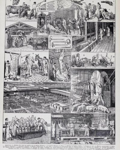 Planche ancienne abattoir, gravure originale années 1930