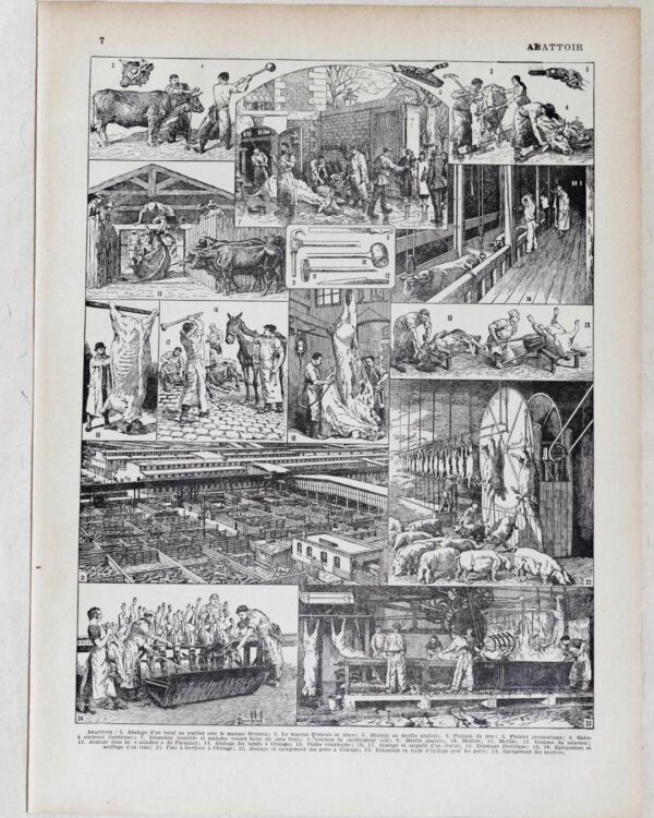 Planche ancienne abattoir, gravure originale années 1930