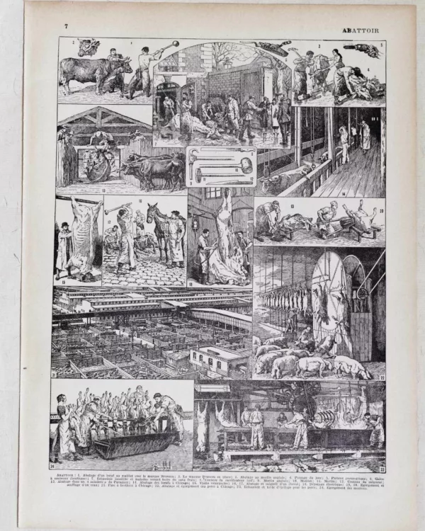abattoir-a11.jpg Planche ancienne abattoir, gravure originale années 1930