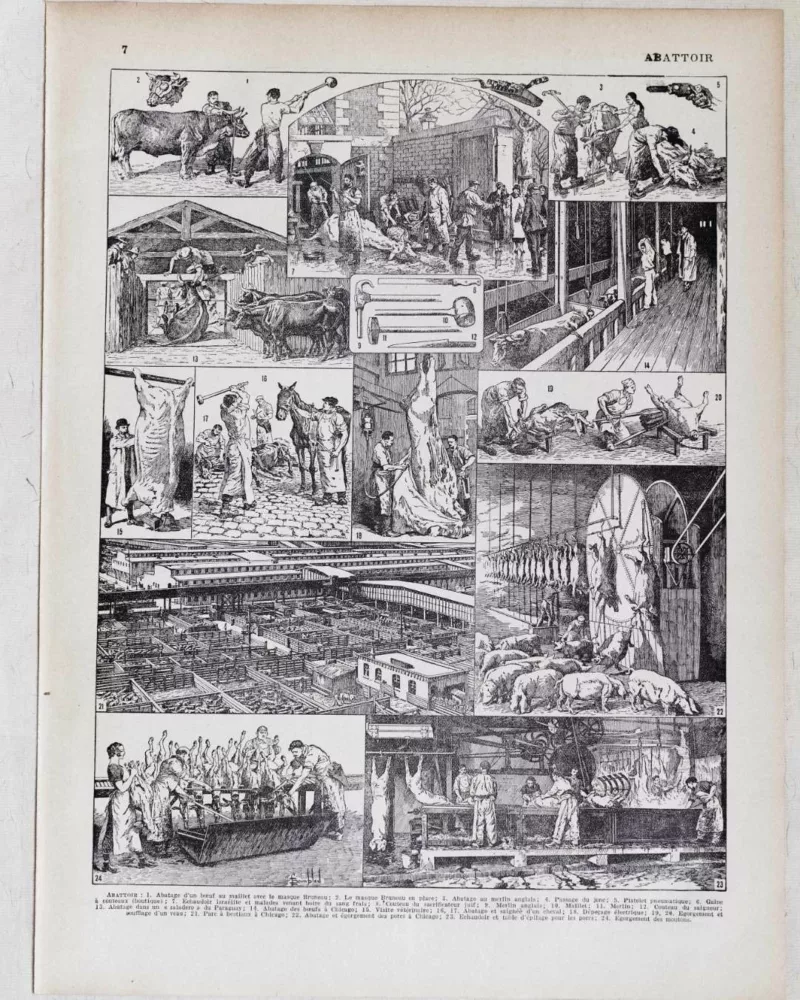 Planche ancienne abattoir, gravure originale années 1930