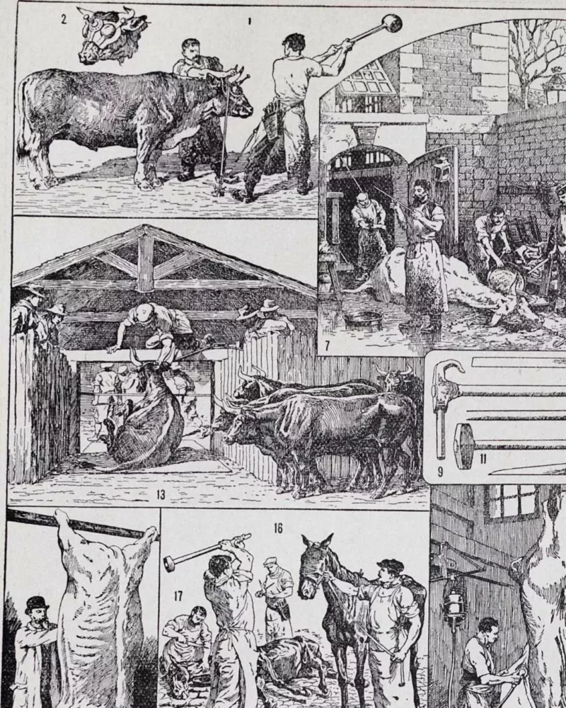 Planche ancienne abattoir, gravure originale années 1930 – détail de la planche ancienne
