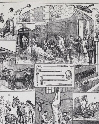 Planche ancienne abattoir, gravure originale années 1930