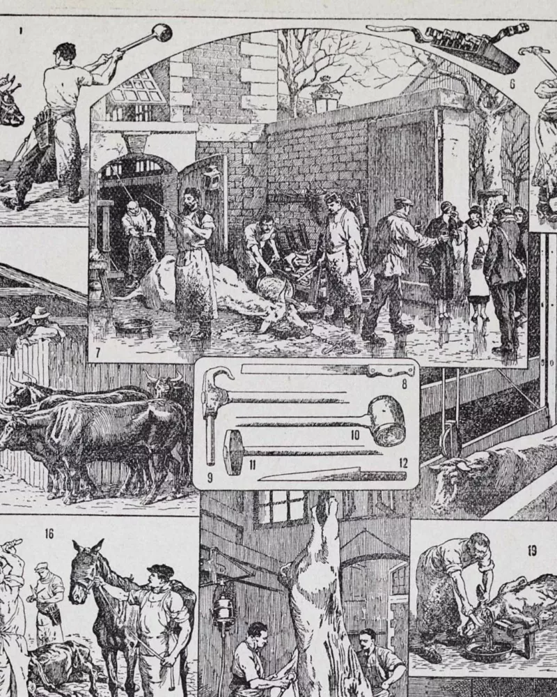 Planche ancienne abattoir, gravure originale années 1930 – détail de la planche ancienne