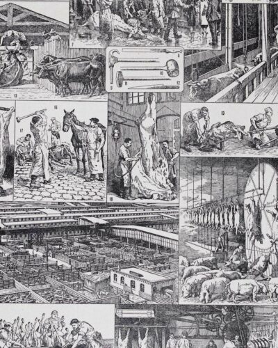 Planche ancienne abattoir, gravure originale années 1930