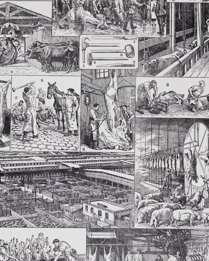 Planche ancienne abattoir, gravure originale années 1930 – planche ancienne entière
