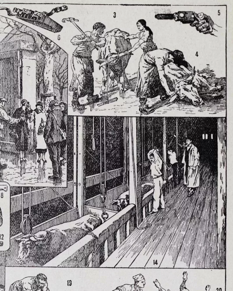 Planche ancienne abattoir, gravure originale années 1930 – détail de la planche ancienne