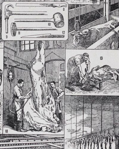 Planche ancienne abattoir, gravure originale années 1930