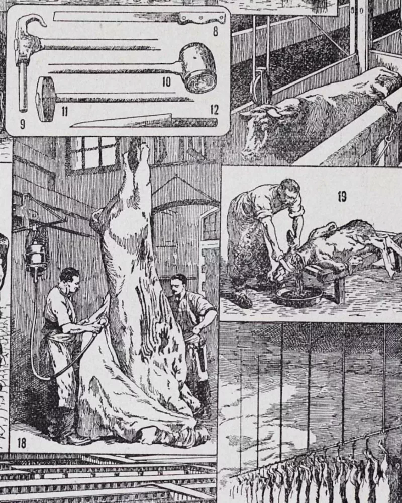 Planche ancienne abattoir, gravure originale années 1930 – détail de la planche ancienne