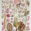 algue-mer-a10.jpg Planche botanique algues, illustration originale années 1930
