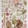 Planche botanique algues, illustration originale années 1930 – planche ancienne entière