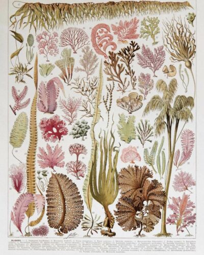 algue-mer-a10.jpg Planche botanique algues, illustration originale années 1930