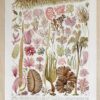 algue-mer-a11.jpg Planche botanique algues, illustration originale années 1930