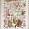 Planche botanique algues, illustration originale années 1930