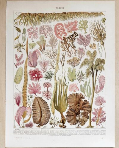 algue-mer-a11.jpg Planche botanique algues, illustration originale années 1930
