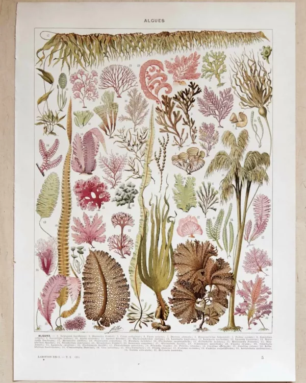 algue-mer-a11.jpg Planche botanique algues, illustration originale années 1930