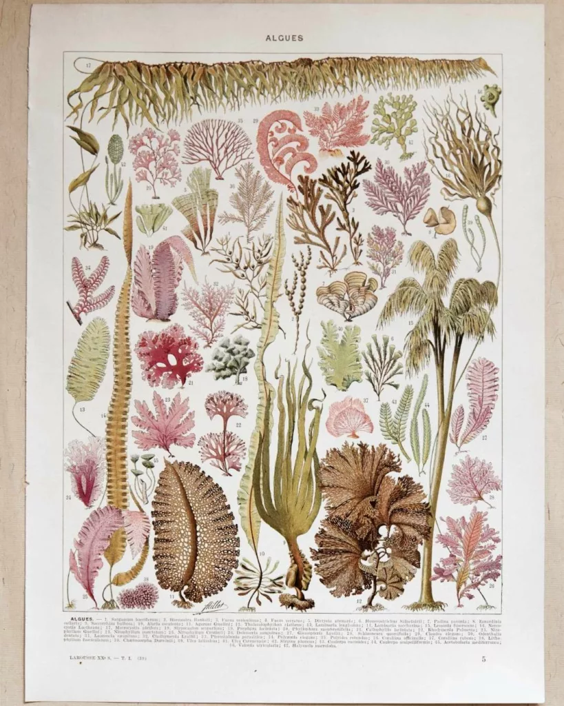 Planche botanique algues, illustration originale années 1930