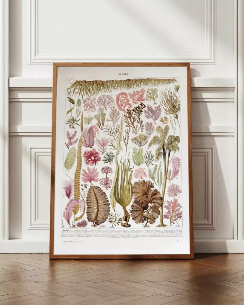 Planche botanique algues, illustration originale années 1930 – planche encadrée en décoration murale