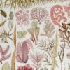 algue-mer-a13.jpg Planche botanique algues, illustration originale années 1930