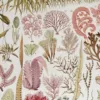 Planche botanique algues, illustration originale années 1930 – détail de la planche ancienne