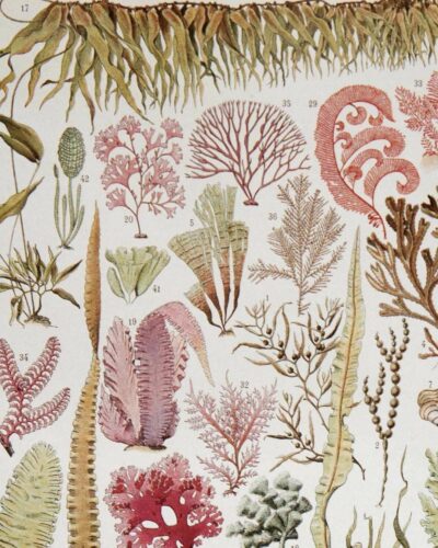 algue-mer-a13.jpg Planche botanique algues, illustration originale années 1930