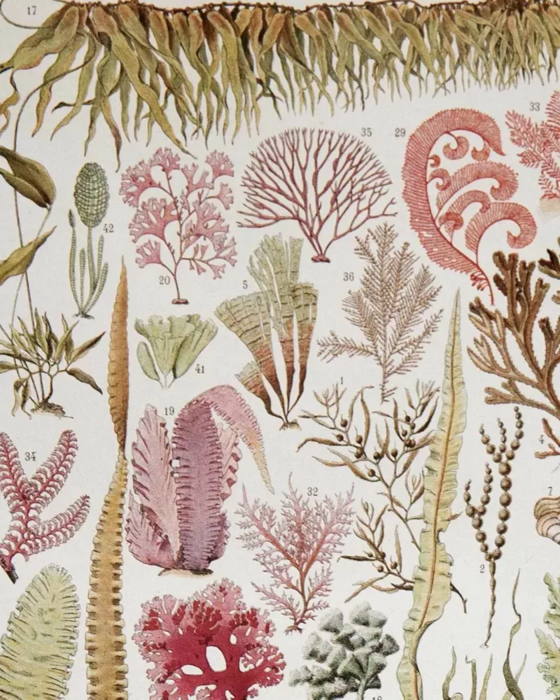 Planche botanique algues, illustration originale années 1930 – détail de la planche ancienne