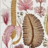 algue-mer-a14.jpg Planche botanique algues, illustration originale années 1930