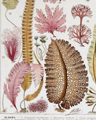 algue-mer-a14.jpg Planche botanique algues, illustration originale années 1930