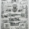 algue-mer-a20.jpg Planche botanique algues, illustration originale années 1930