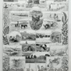 Planche botanique algues, illustration originale années 1930 – verso du document ancien