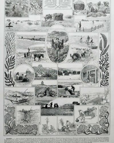 algue-mer-a20.jpg Planche botanique algues, illustration originale années 1930