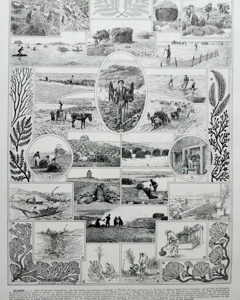 Planche botanique algues, illustration originale années 1930 – verso du document ancien