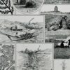 algue-mer-a22.jpg Planche botanique algues, illustration originale années 1930