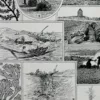 Planche botanique algues, illustration originale années 1930 – verso encadré en décoration murale