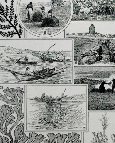 algue-mer-a22.jpg Planche botanique algues, illustration originale années 1930