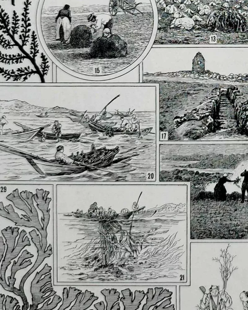 Planche botanique algues, illustration originale années 1930 – verso encadré en décoration murale