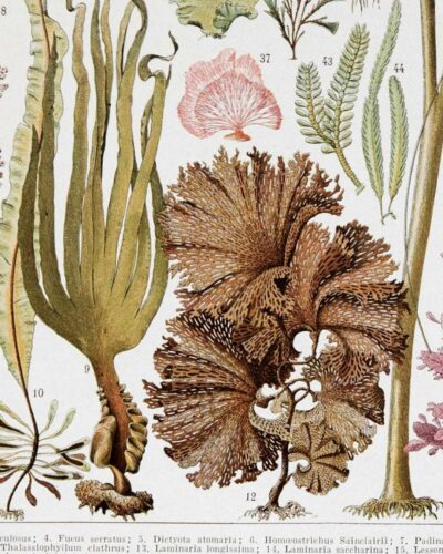 algue-mer-b14.jpg Planche botanique algues, illustration originale années 1930