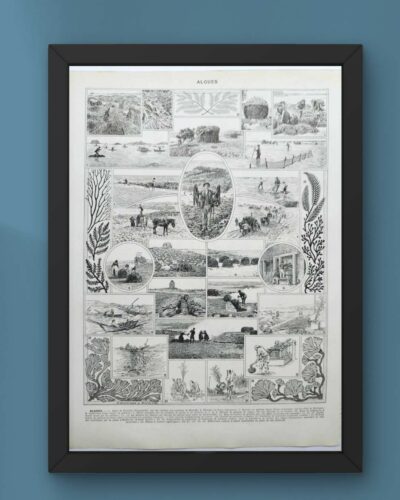 algue-mer-b21.jpg Planche botanique algues, illustration originale années 1930