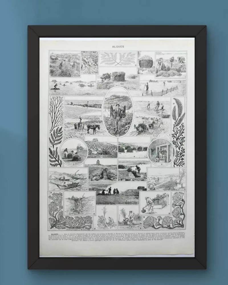 Planche botanique algues, illustration originale années 1930 – verso du document ancien